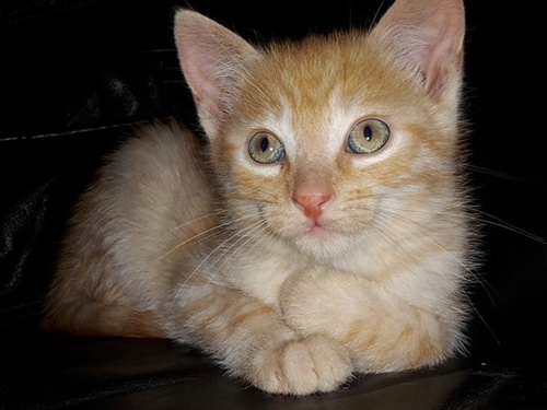 filou